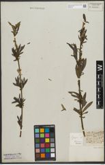 Foto von Salix purpurea L.